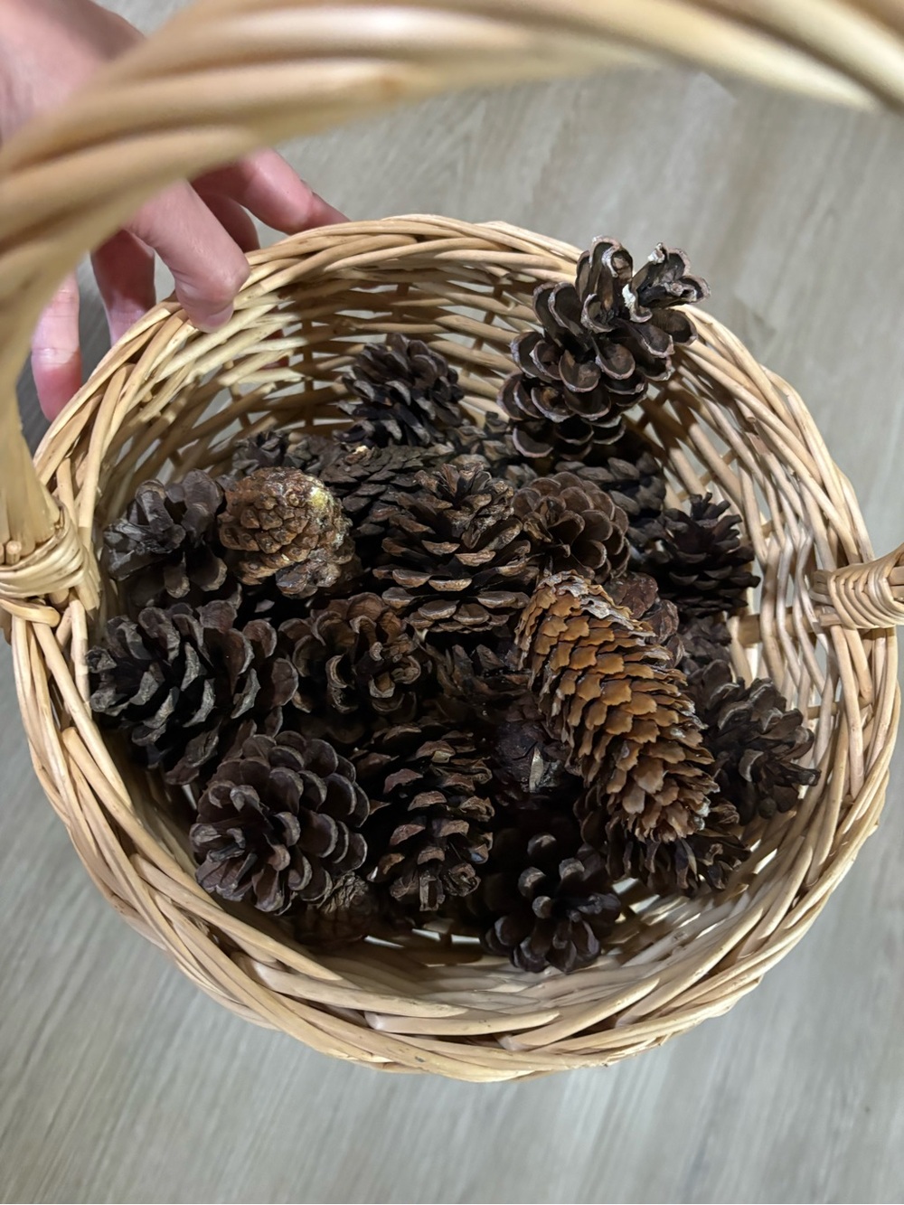 Set of 25 Natural Brown Pine cones for crafting or decor